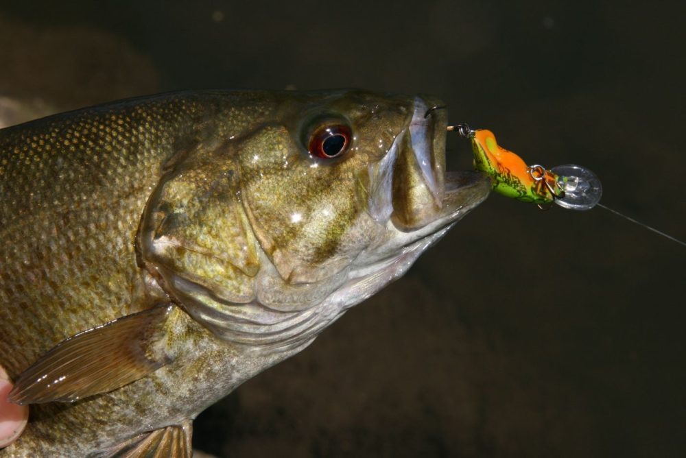 Rebel Teeny Wee-Crawfish: A Little Fish Catching Magnet - Jackson Kayak